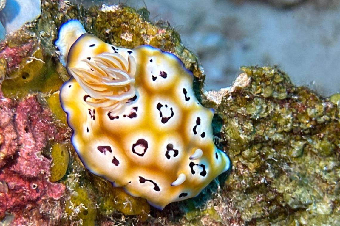 Virgin Cocoa - Extra Divers 