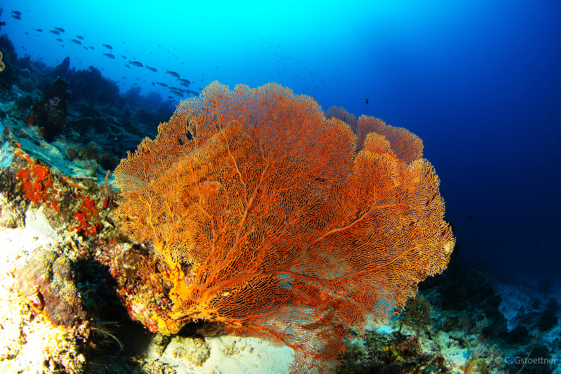 Virgin Cocoa - Extra Divers 