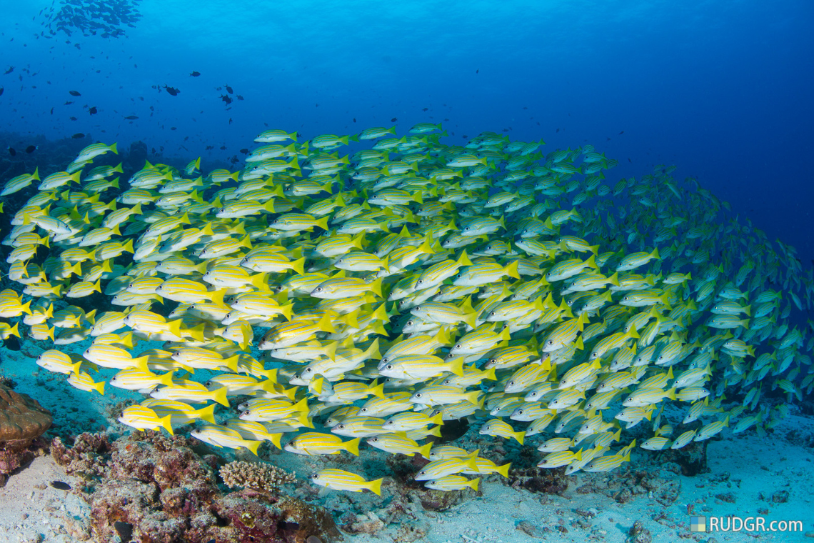 Eriyadu Island Resort Eriyadu Island Resort