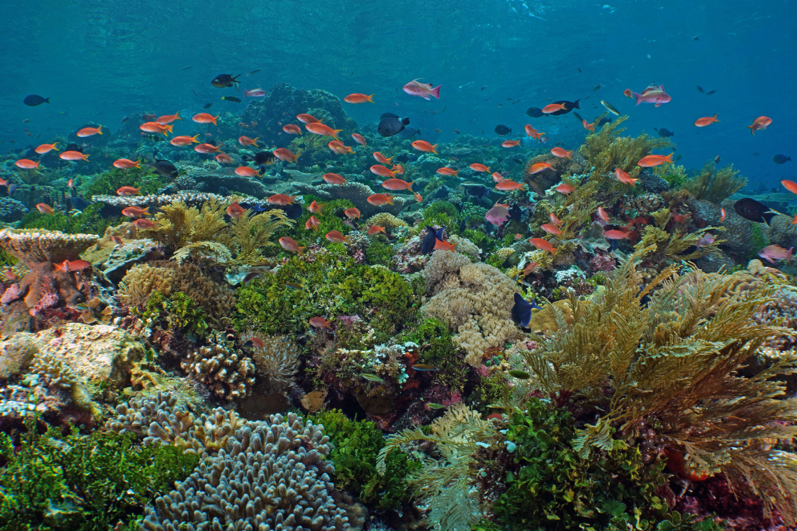 Alor Tanapi Dive Resort