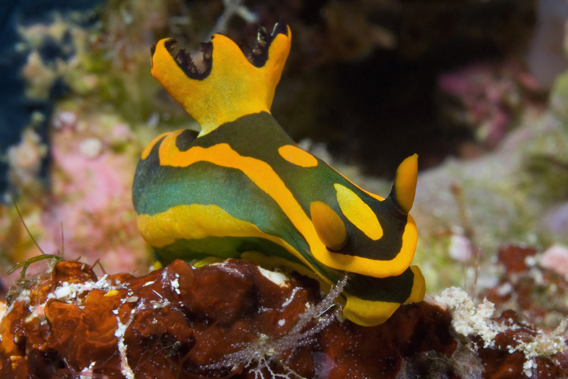 Selayar Dive Resort Selayar Dive Resort