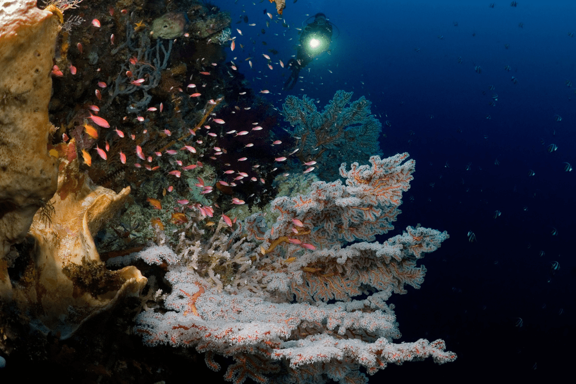 Selayar Dive Resort Selayar Dive Resort