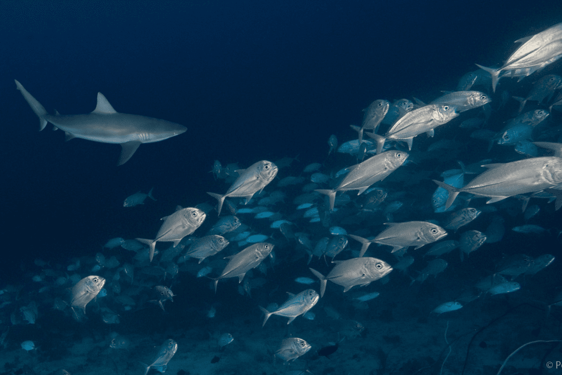 Selayar Dive Resort Selayar Dive Resort