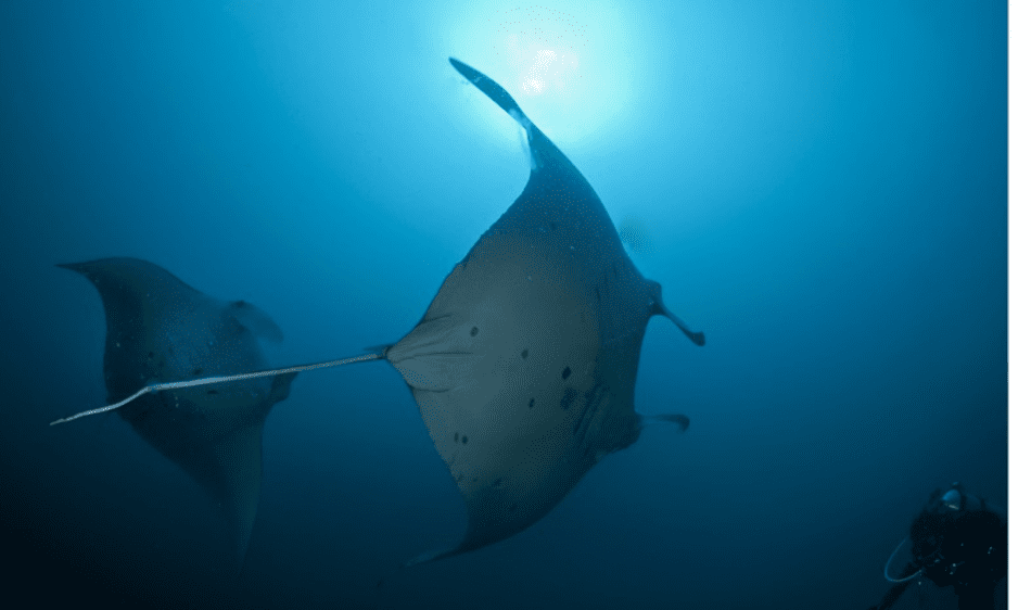 Ticao Island - Diving Holidays