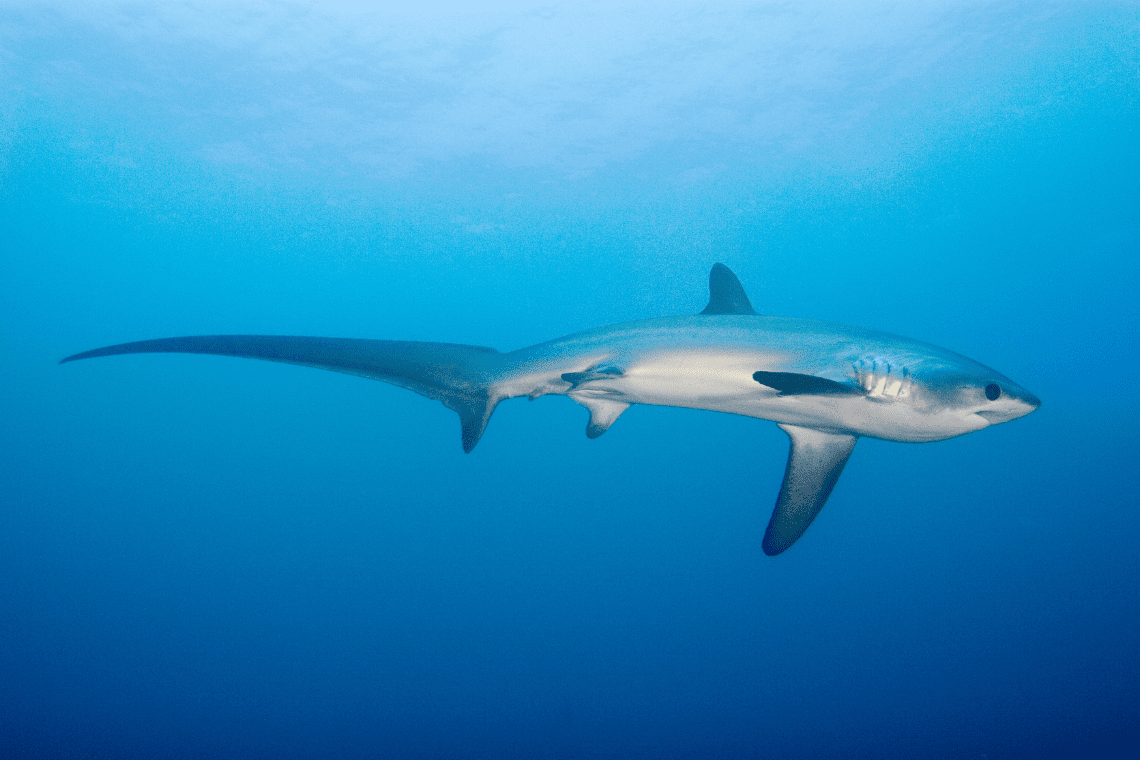 Ticao Island Resort Ticao Island Resort