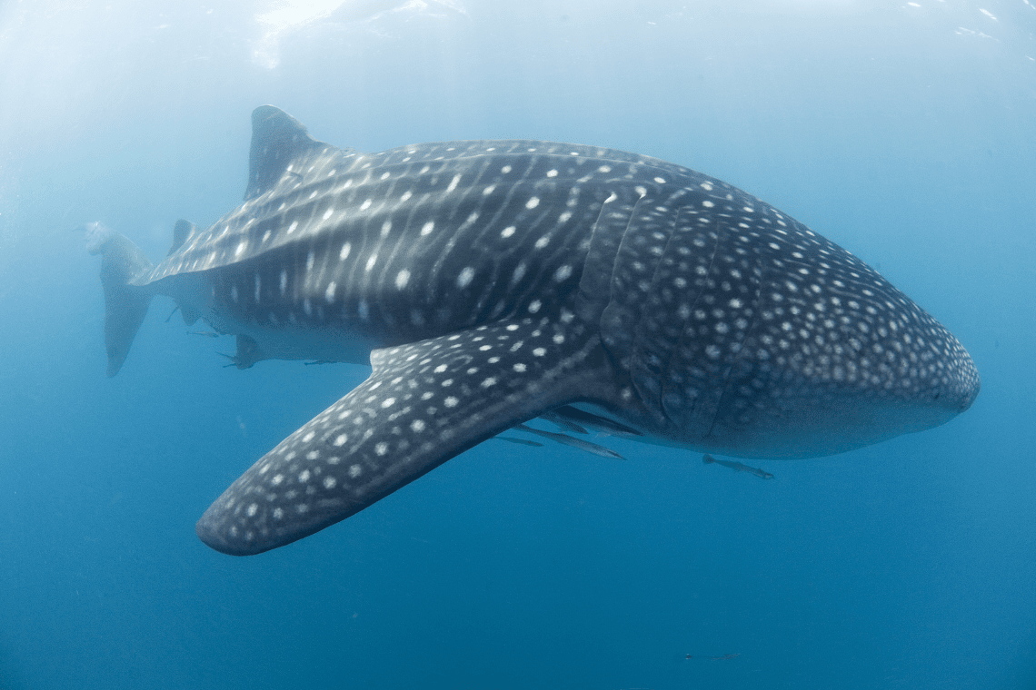 Ticao Island Resort Ticao Island Resort