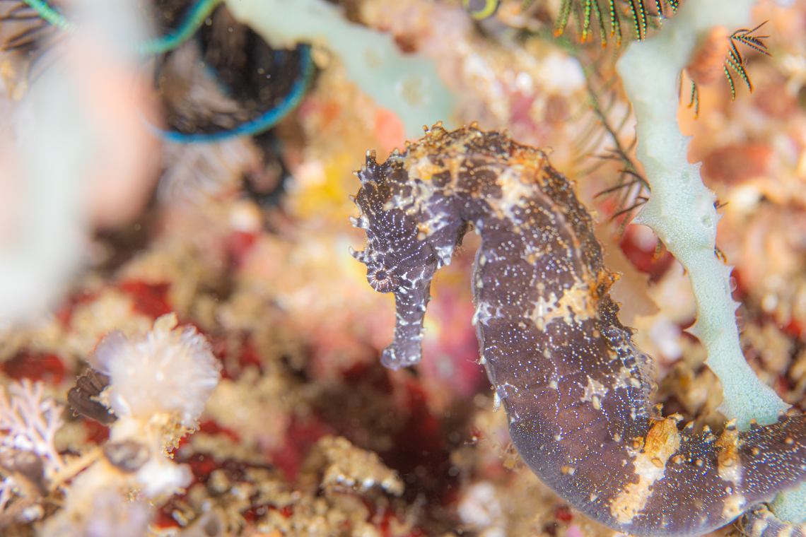 Ticao Island Resort Ticao Island Resort