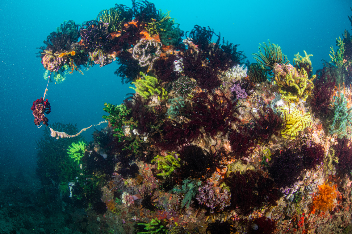 Ticao Island Resort Ticao Island Resort