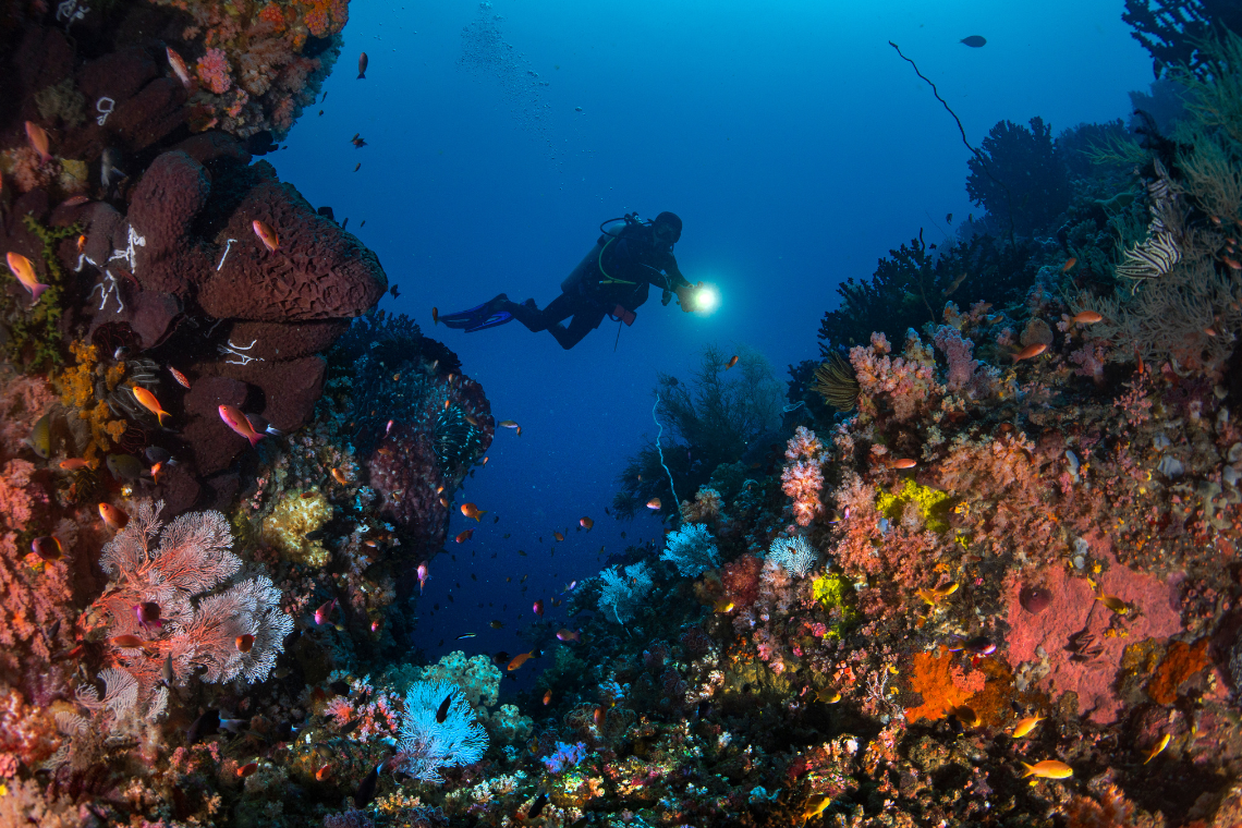 Tompotika Dive Lodge Tompotika Dive Lodge