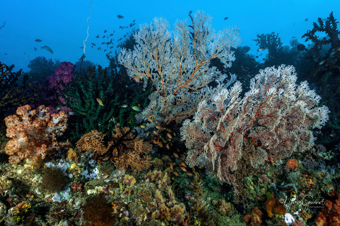 Tompotika Dive Lodge Tompotika Dive Lodge