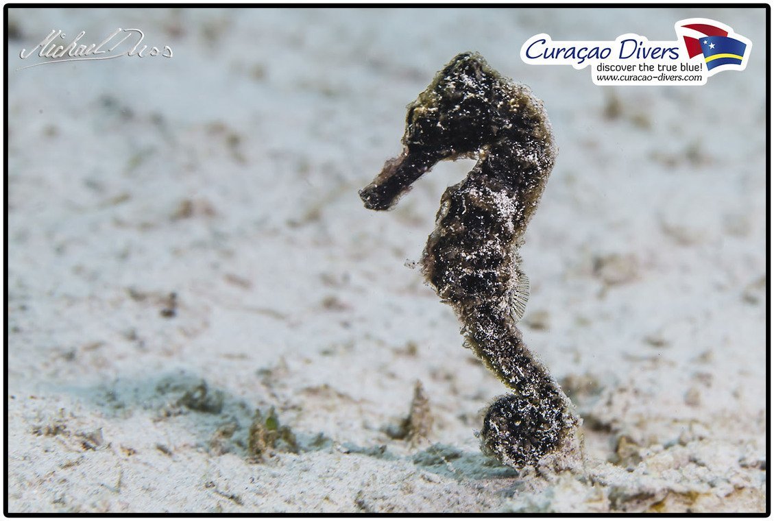 Curaçao Divers Curaçao Divers