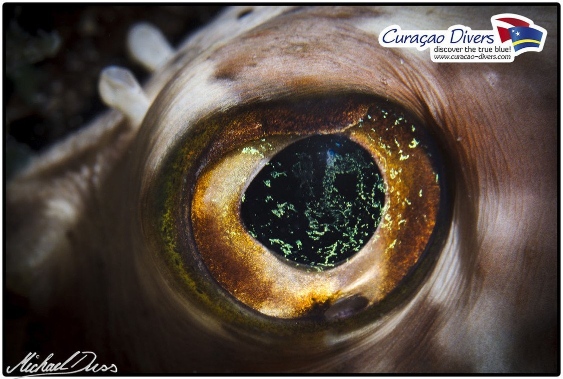 Curaçao Divers Curaçao Divers