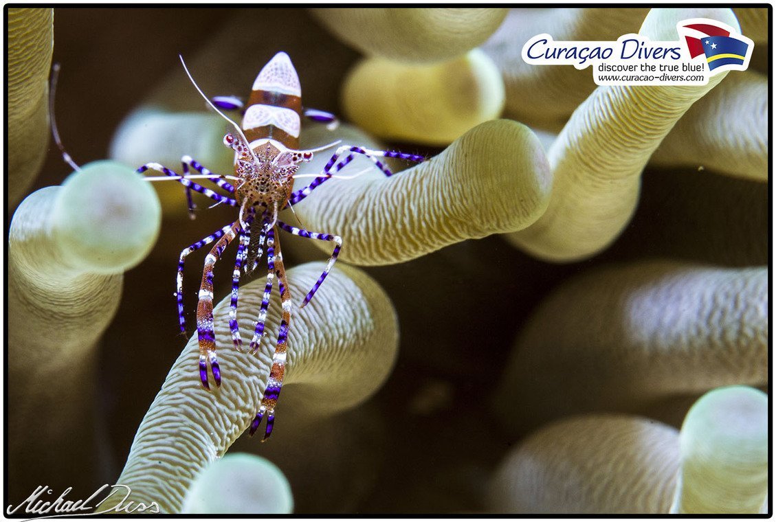 Curaçao Divers Curaçao Divers