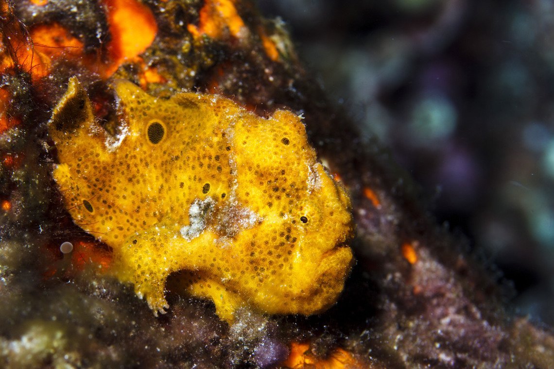 Curaçao Divers Curaçao Divers