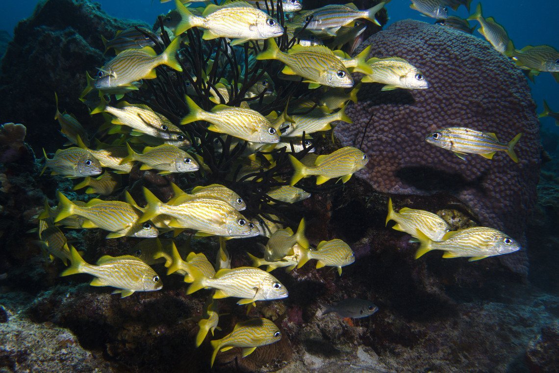 Curaçao Divers Curaçao Divers