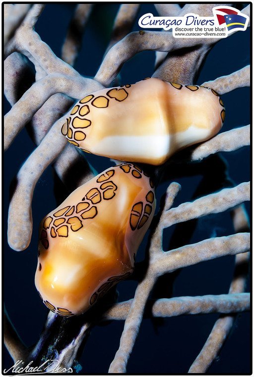 Curaçao Divers Curaçao Divers