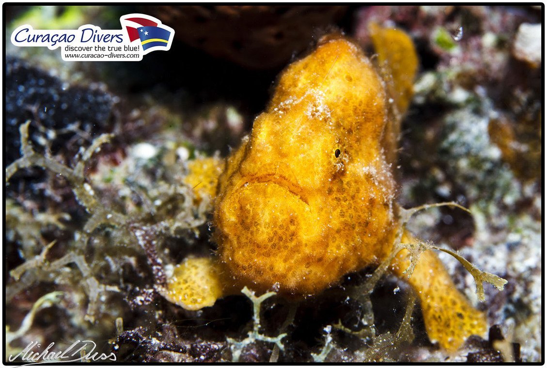 Curaçao Divers Curaçao Divers