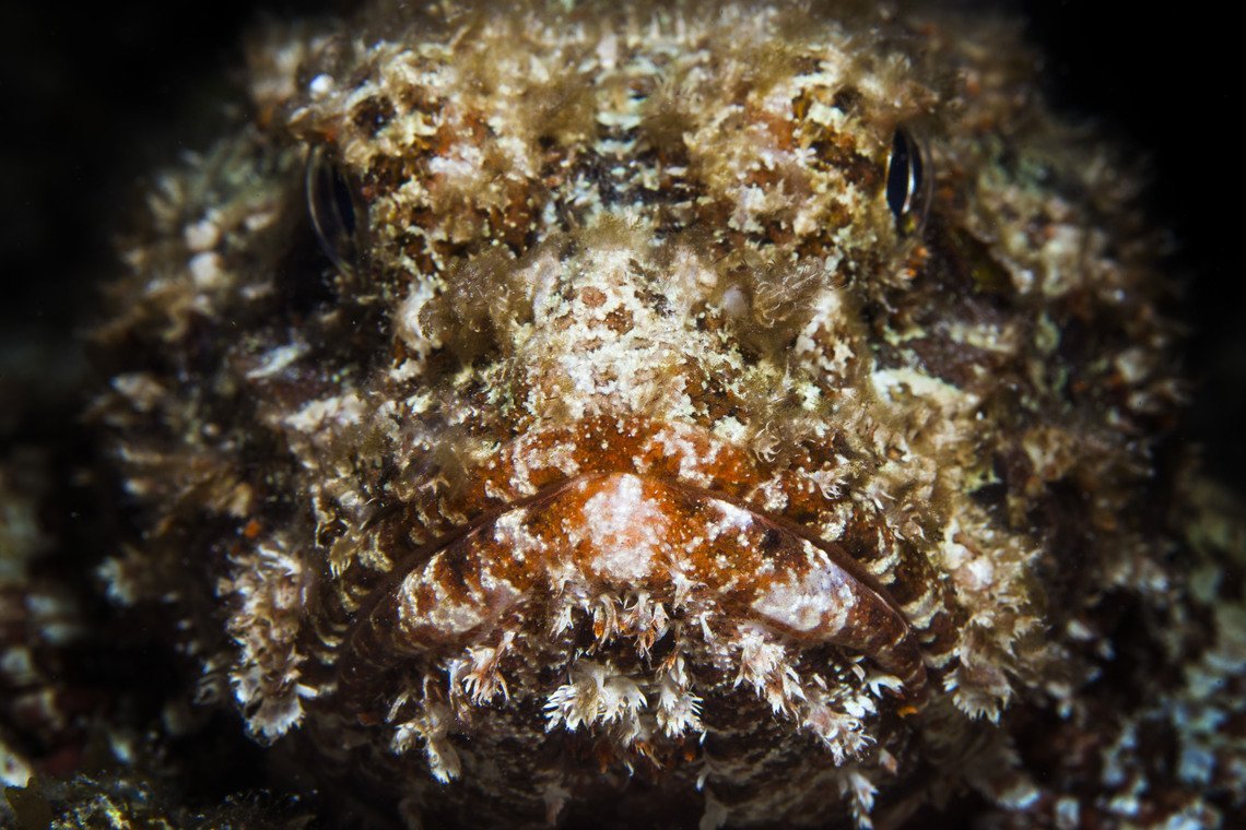 Curaçao Divers Curaçao Divers