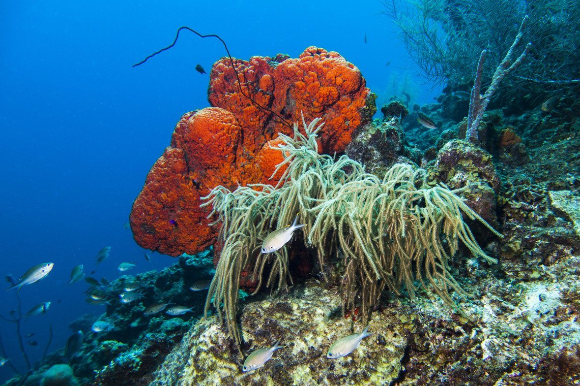 Curaçao Divers Curaçao Divers