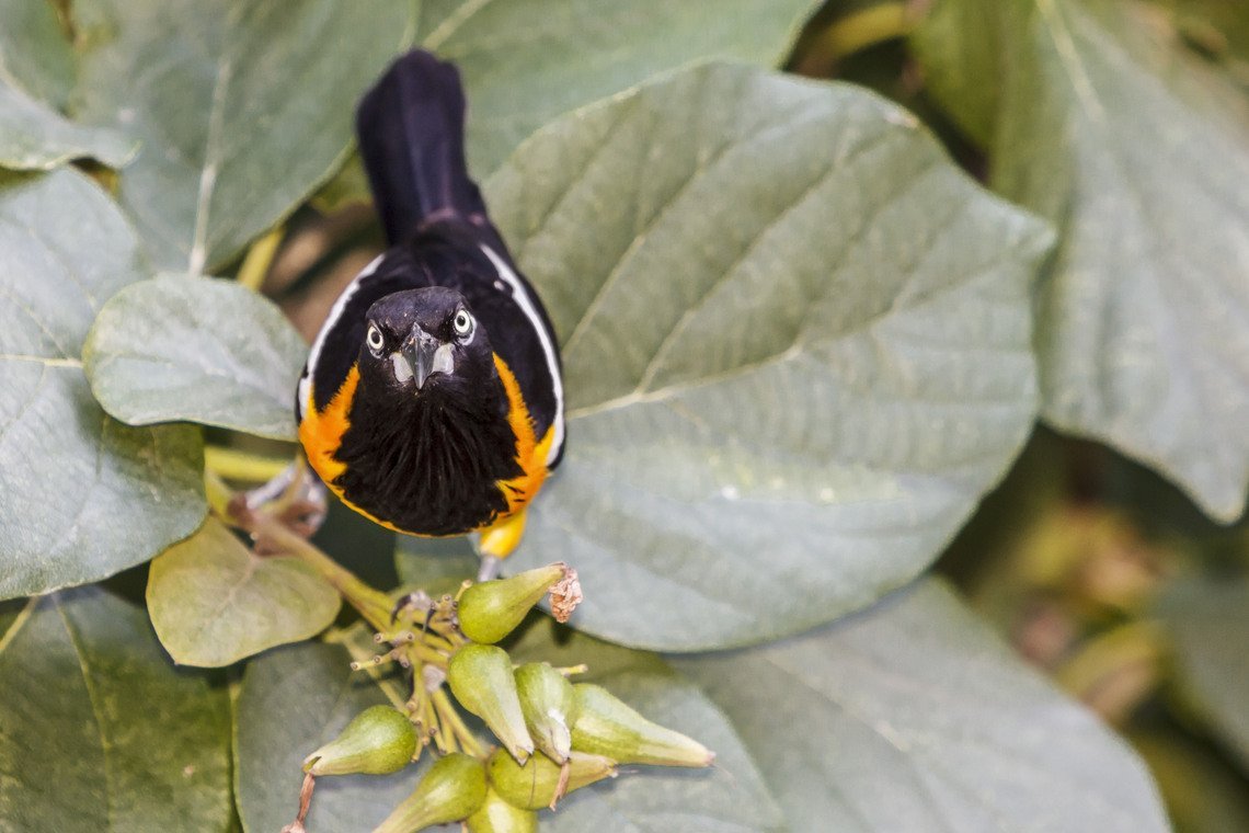 Curaçao Divers Curaçao Divers