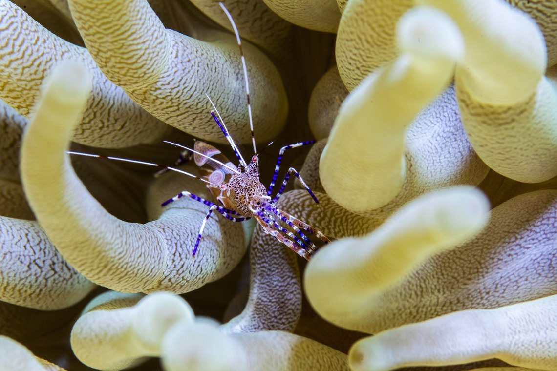 Curaçao Divers Curaçao Divers