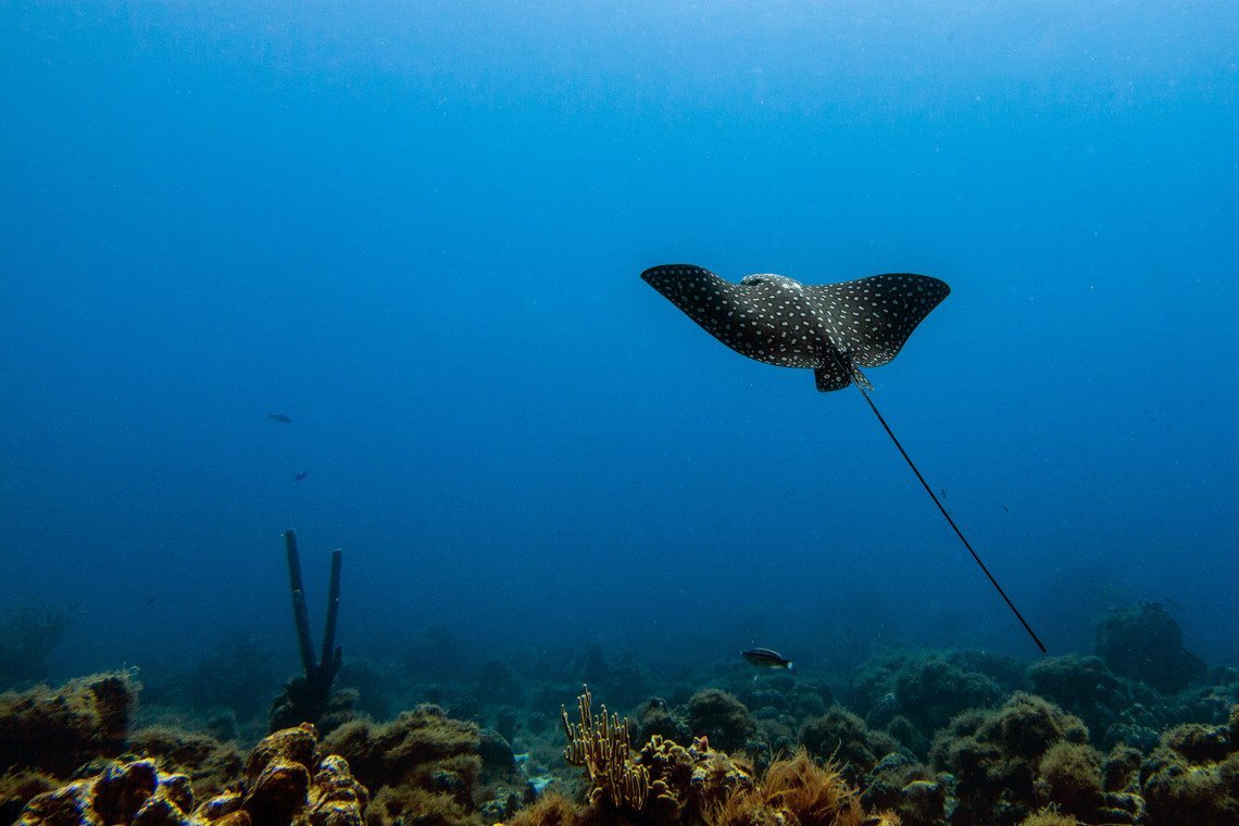 Curaçao Divers Curaçao Divers