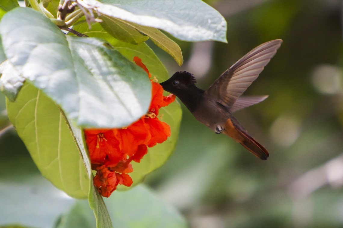 Curaçao Divers Curaçao Divers