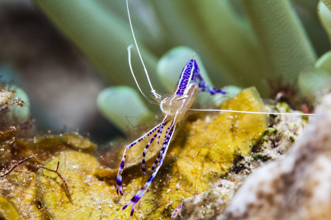 Curaçao Divers Curaçao Divers