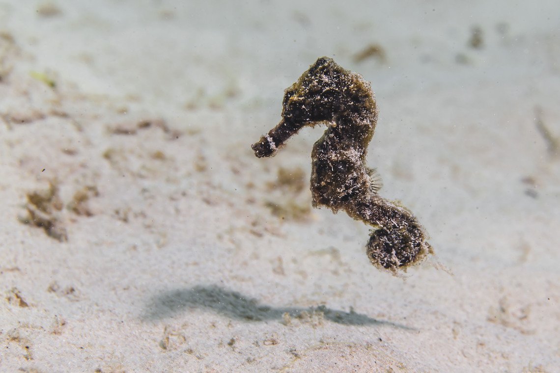 Curaçao Divers Curaçao Divers