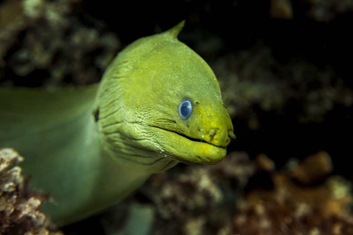 Curaçao Divers Curaçao Divers