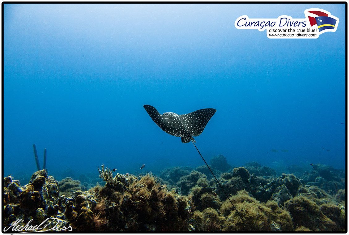 Curaçao Divers Curaçao Divers