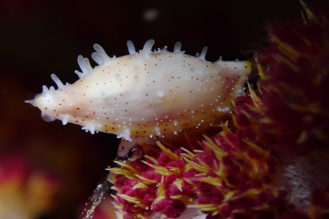 sifawy hotel sifawy hotel duiken