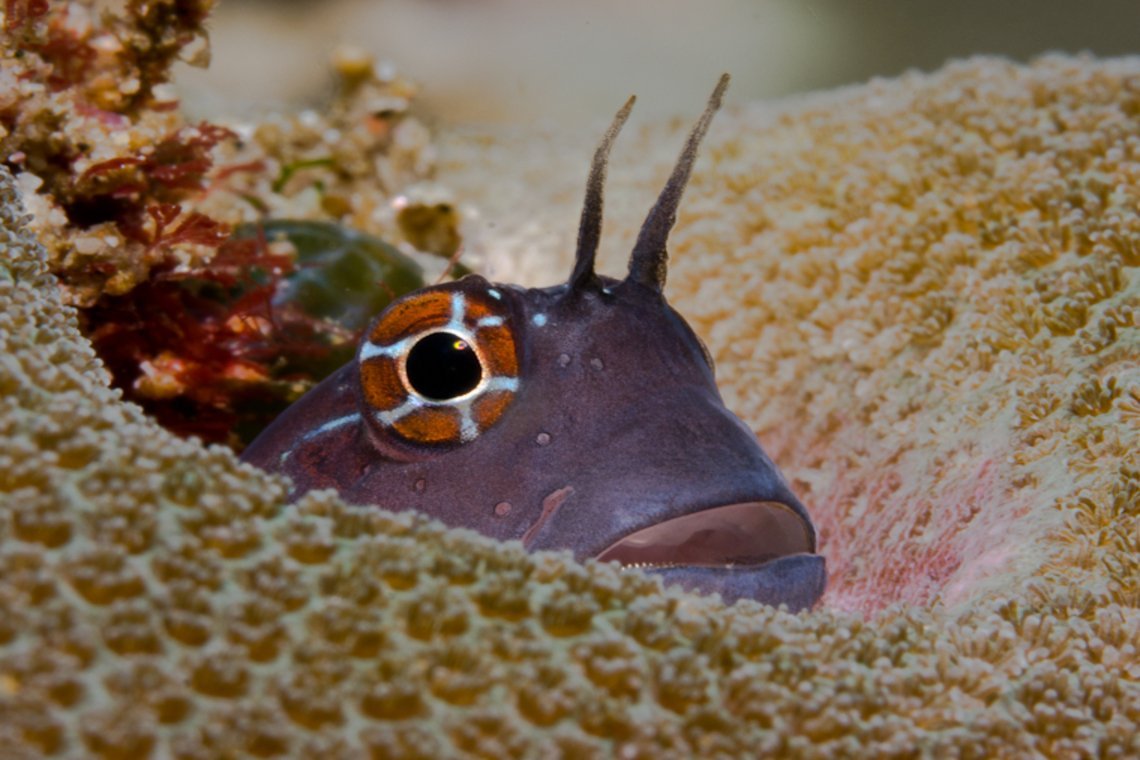 sifawy hotel sifawy hotel duiken