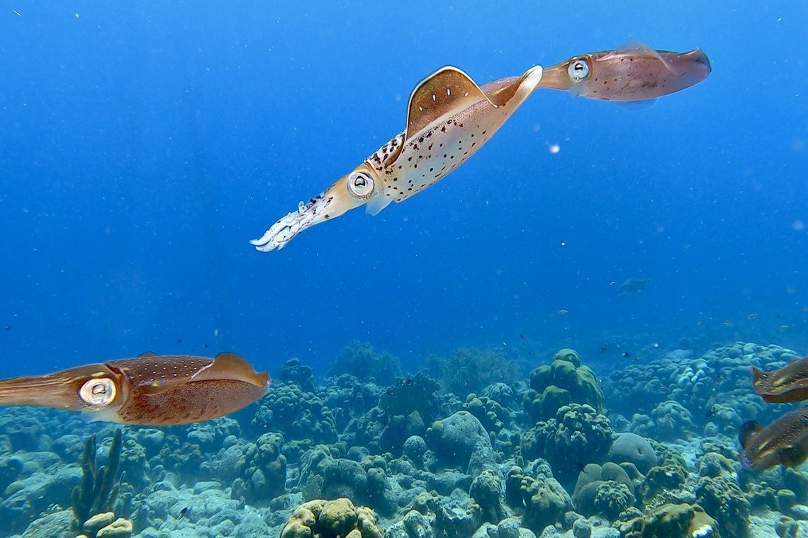 Oasis Guesthouse  Oasis Guesthouse diving