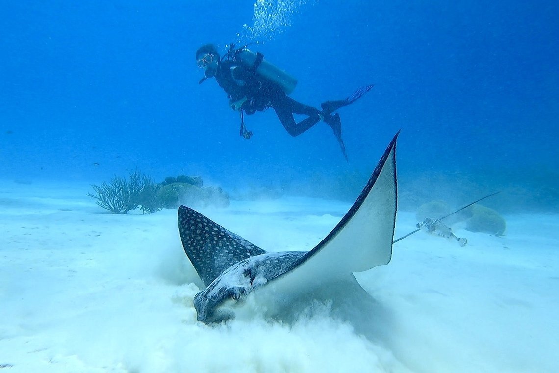 Oasis Guesthouse  Oasis Guesthouse diving