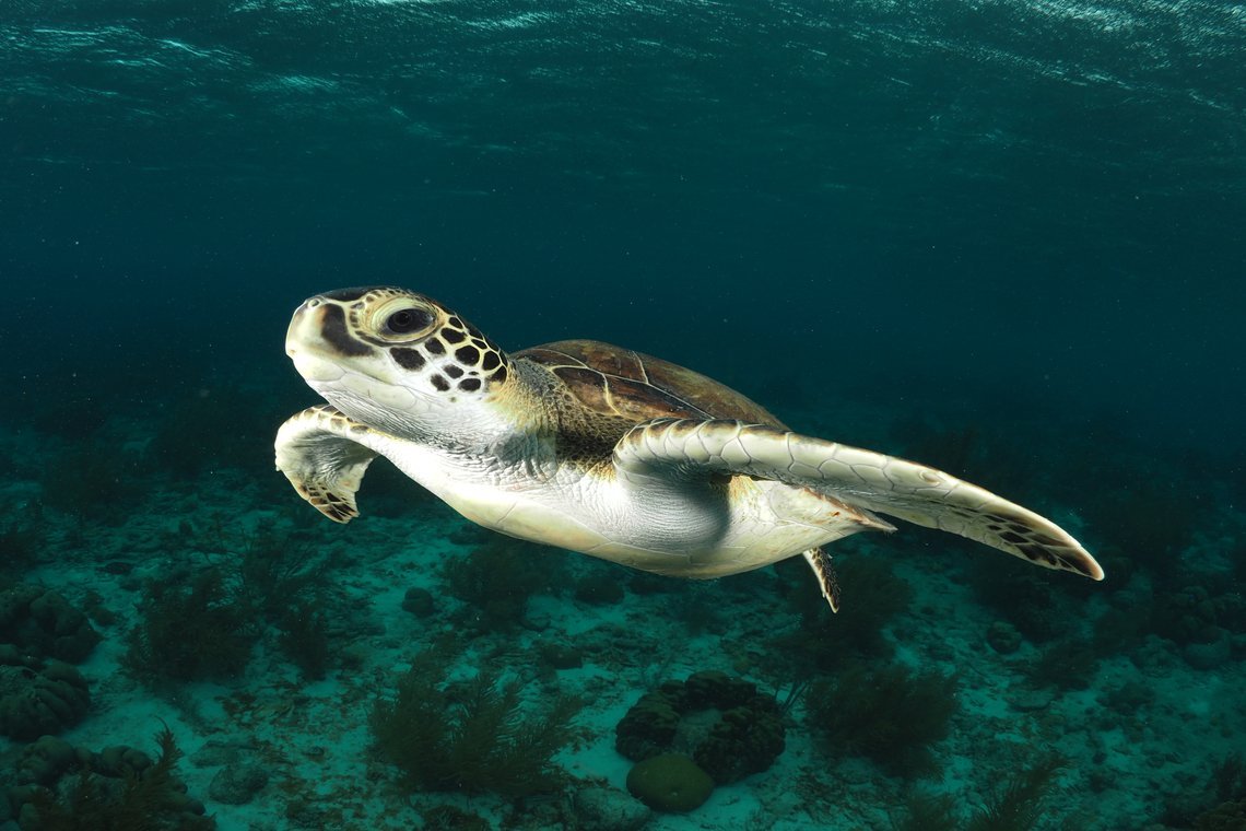 Oasis Guesthouse  Oasis Guesthouse diving