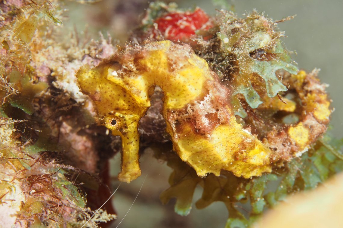 Oasis Guesthouse  Oasis Guesthouse diving