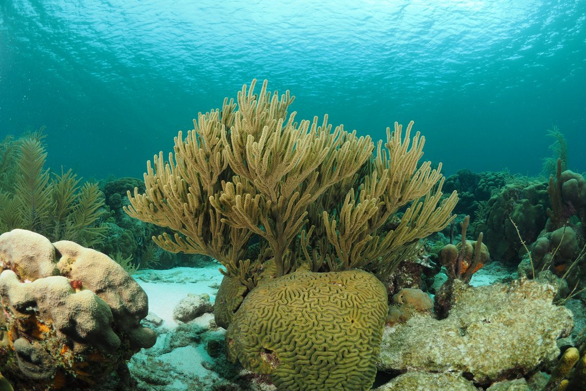 Oasis Guesthouse  Oasis Guesthouse diving