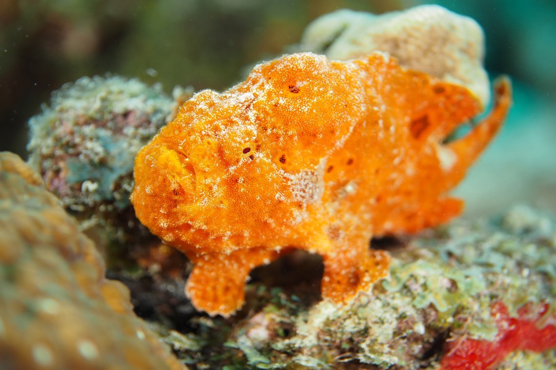 Oasis Guesthouse  Oasis Guesthouse diving