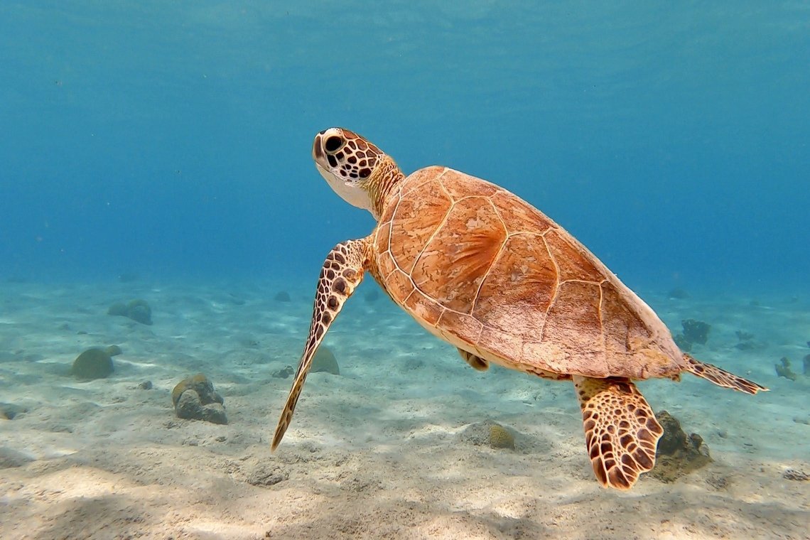 Oasis Guesthouse  Oasis Guesthouse diving