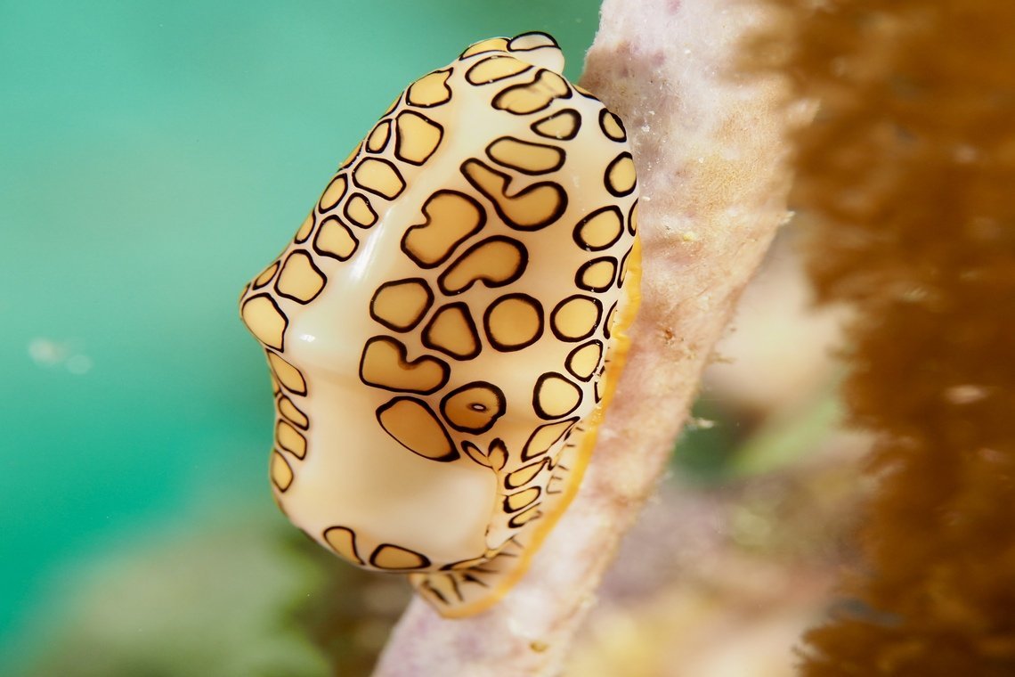 Oasis Guesthouse  Oasis Guesthouse diving