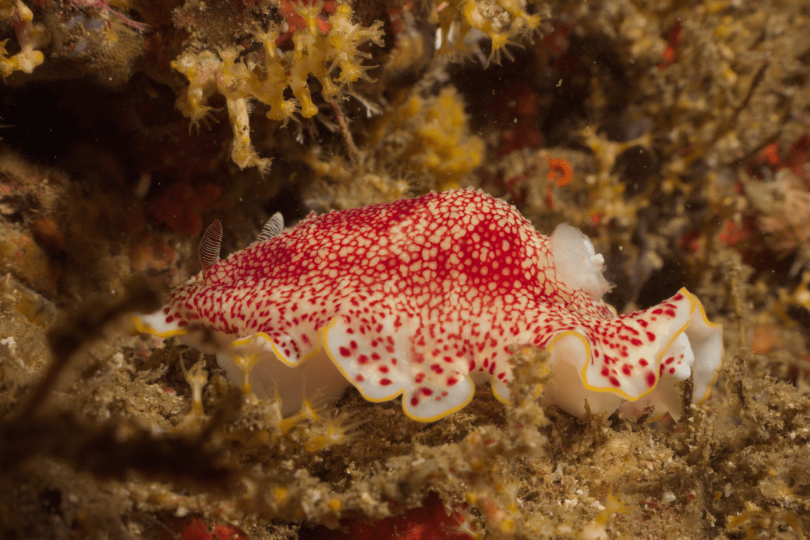 Sifawy hotel Sifawy hotel duikfoto's