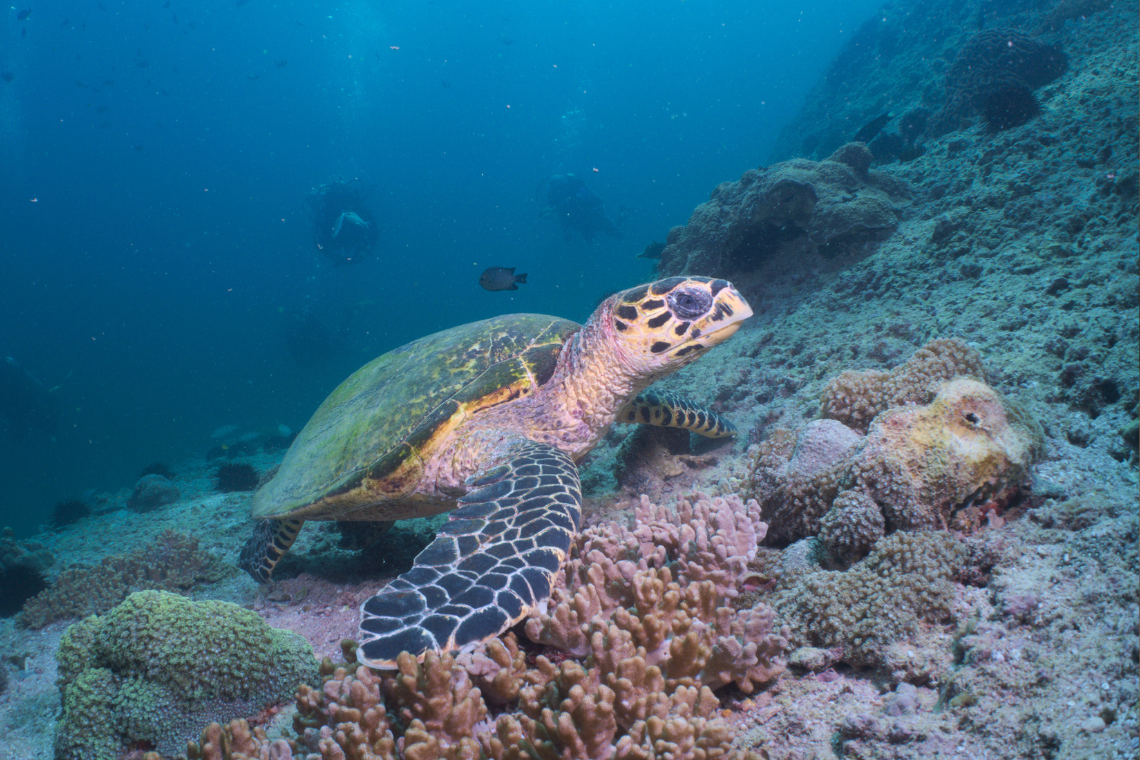 Sifawy hotel Sifawy hotel duikfoto's