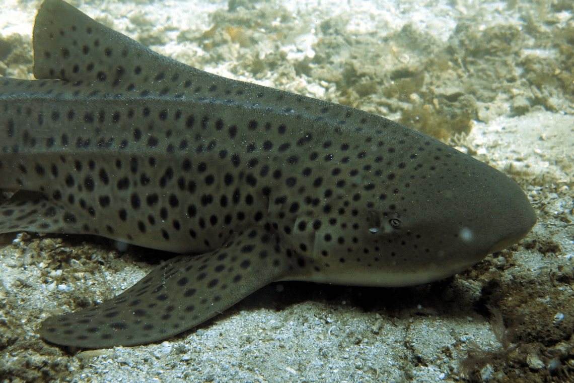 Sifawy hotel Sifawy hotel duikfoto's