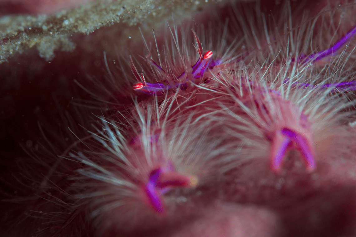 Atmosphere - duikcenter