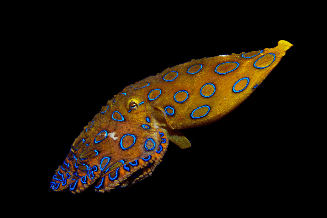 Atmosphere - duikcenter