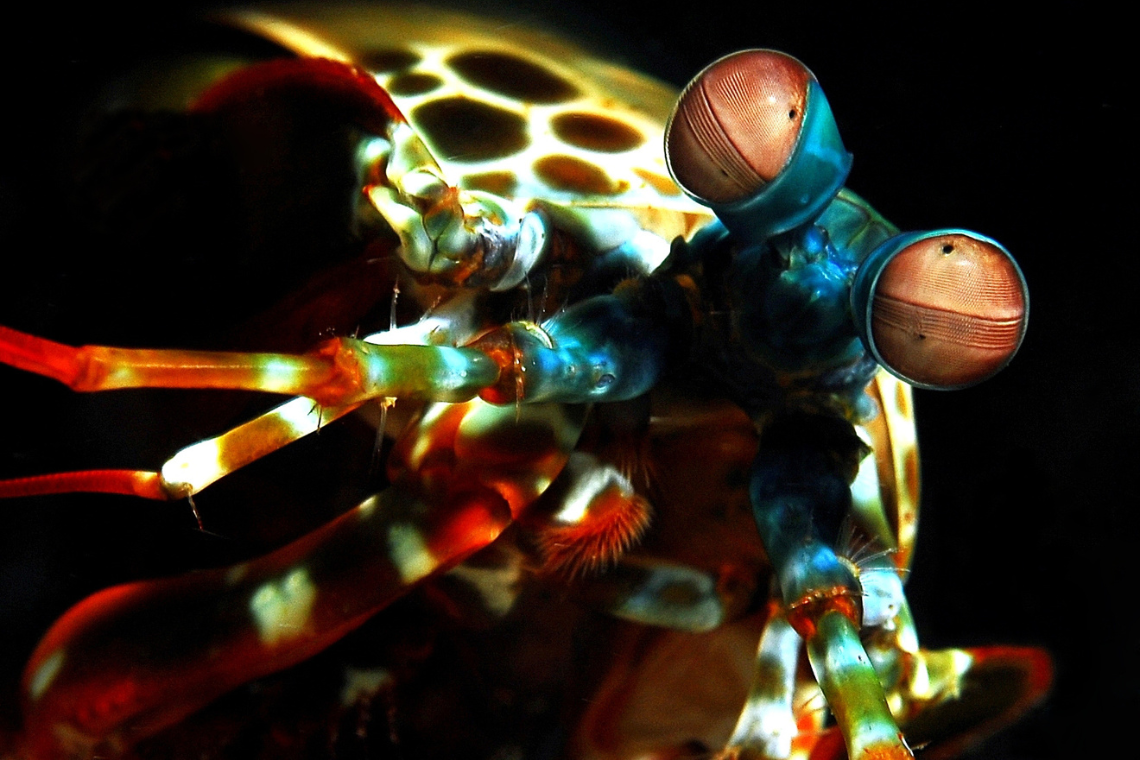 Gangga Divers Gangga Divers