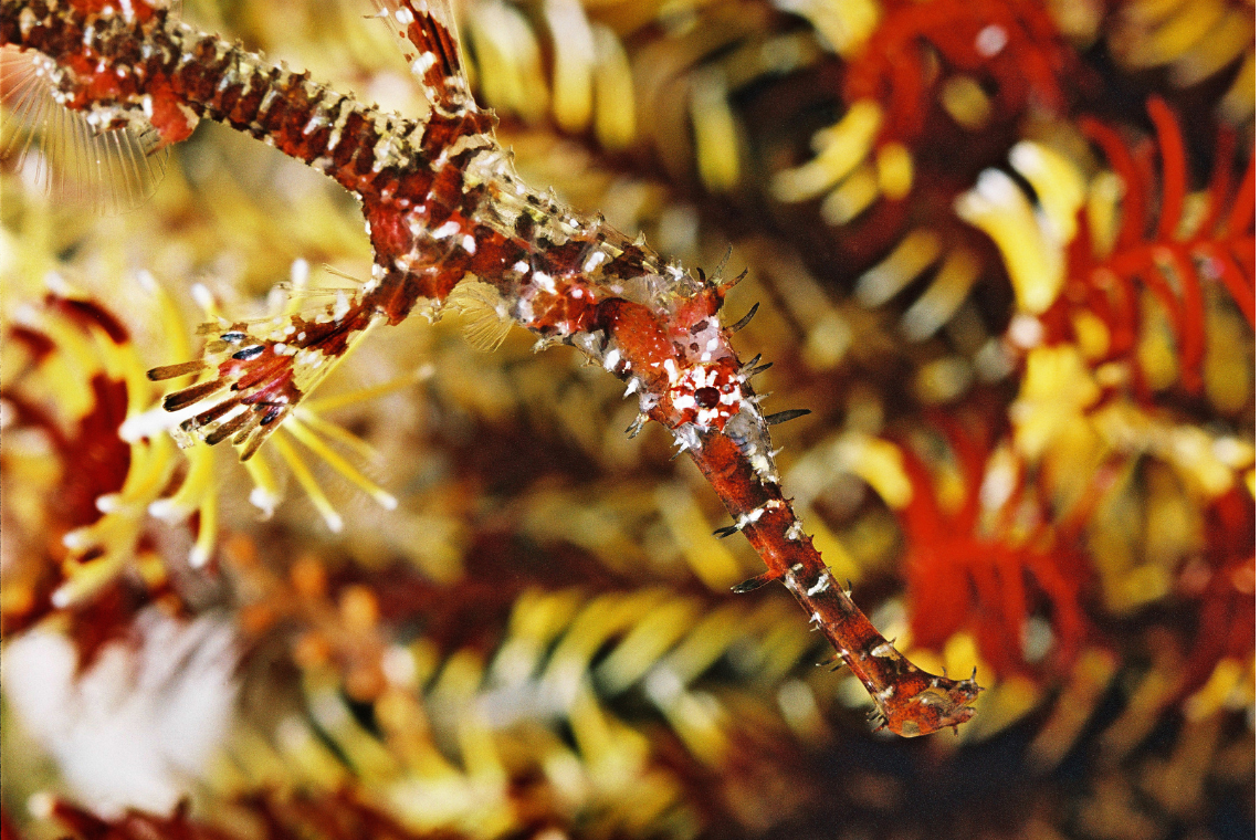 Gangga Divers Gangga Divers