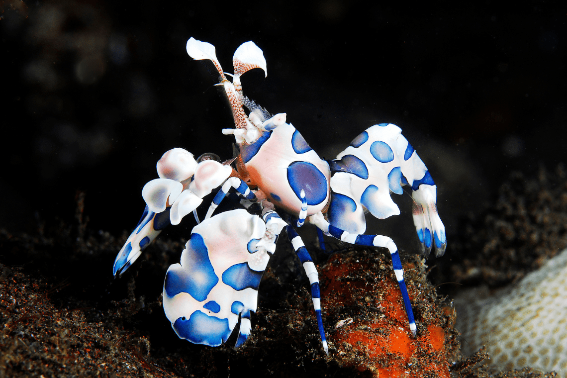 Gangga Divers Gangga Divers