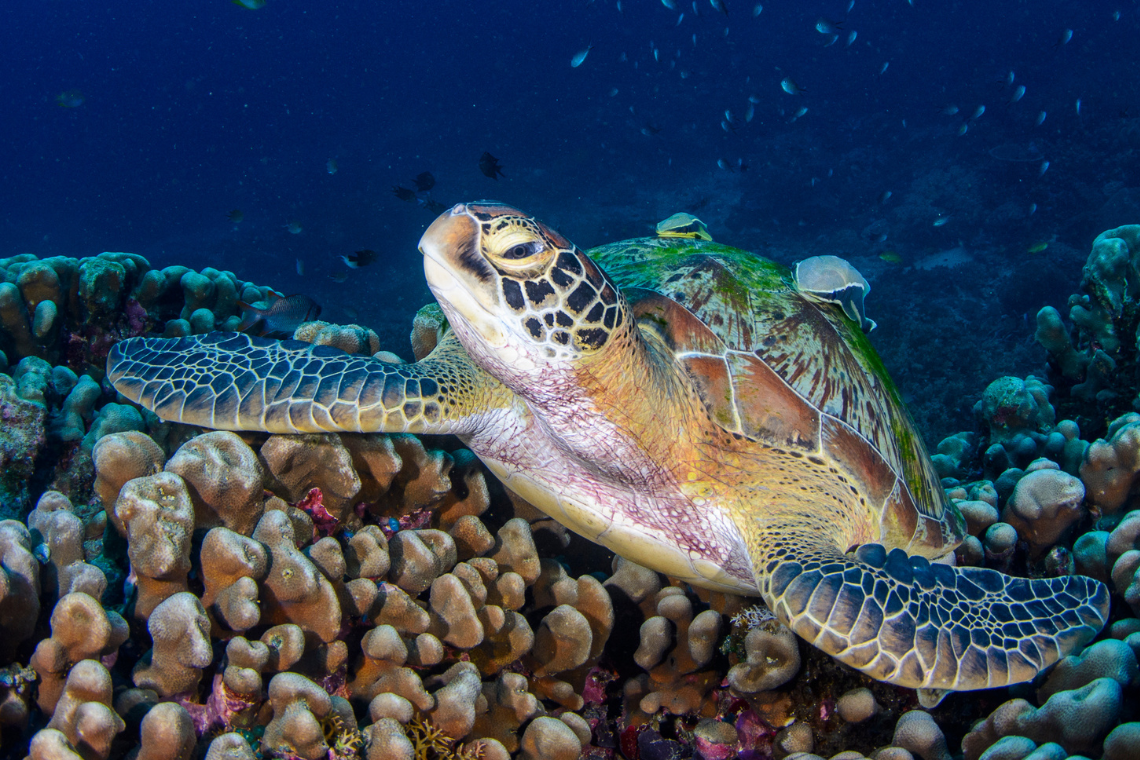 Papua Paradise Eco Resort